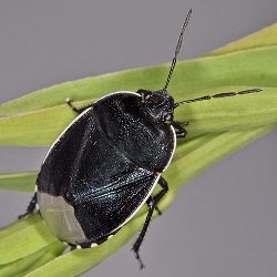 Canthophorus dubius